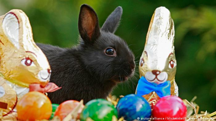 best of Cute bunny march rides honor